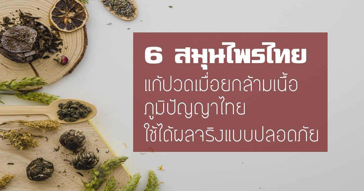 Read more about the article 6 สมุนไพรไทยแก้ปวดเมื่อยกล้ามเนื้อ ภูมิปัญญาไทย ใช้ได้ผลจริงแบบปลอดภัย